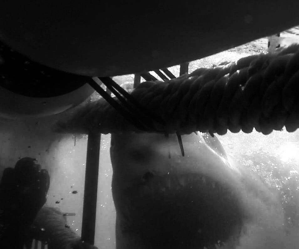 Swim with the Fishes: Great White Shark Cage Diving